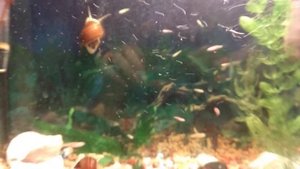 Мальки  гуппи и Мальки данио Гло