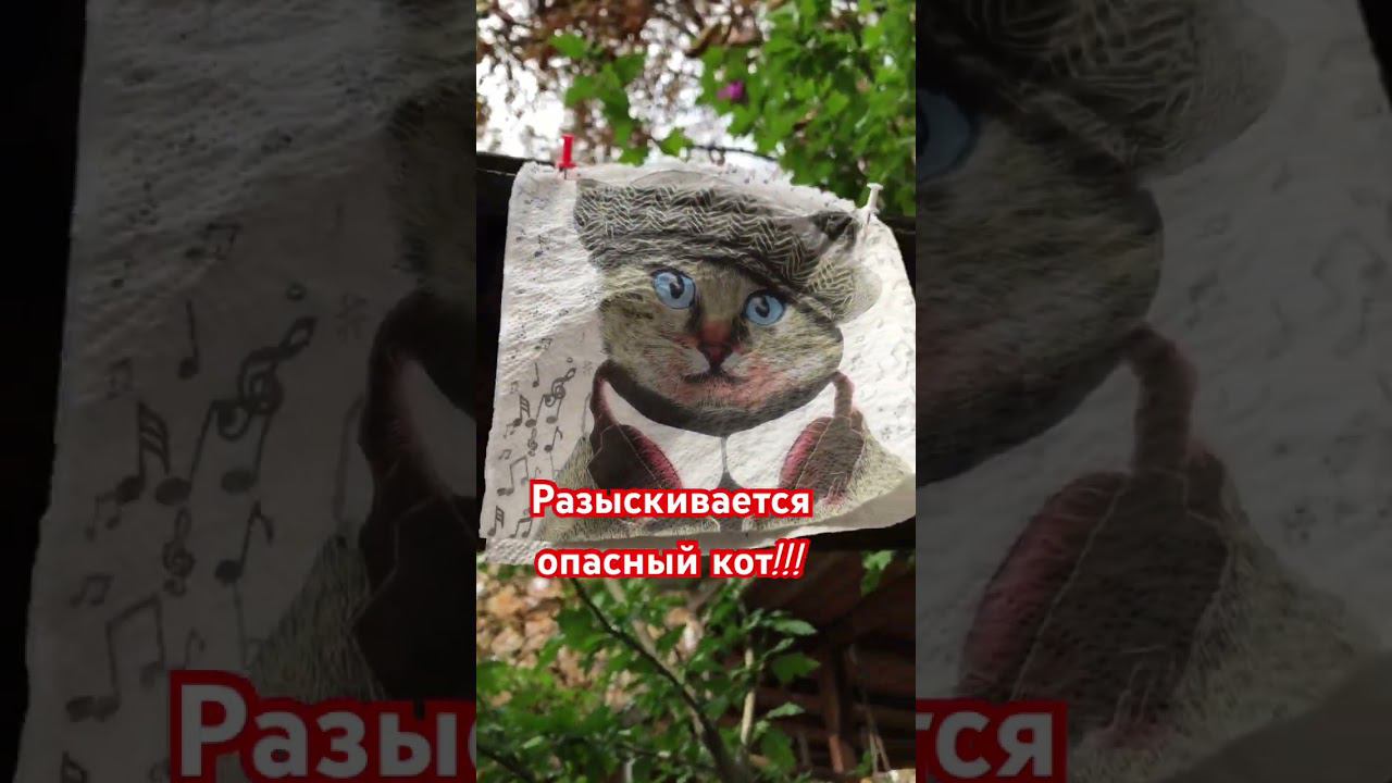 #ставрополь #новости #природа #парк #центральныйпарк #котики #осень