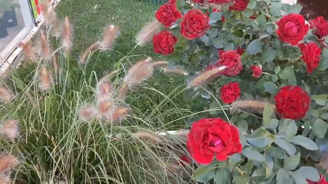 Роза Омаж а Барбара/ Hommage a Barbara/Delbard 2004г. смотреть онлайн