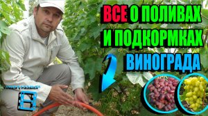 ПОЛИВЫ И ПОДКОРМКА ВИНОГРАДА С ВЕСНЫ ДО ОСЕНИ ДЛЯ КРУПНОЙ И ВКУСНОЙ ЯГОДЫ СЕВЕРНЫЙ ВИНОГРАДНИК 22-26