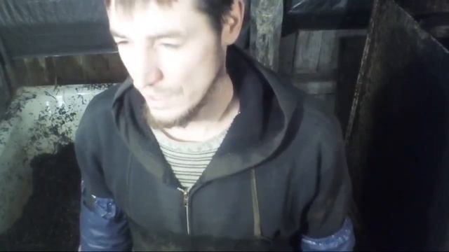 Вешенка Ответы на Вопросы Грибы Летом Себестоимость Грибного Блока Выращивание Ответы ч.12 смотреть онлайн