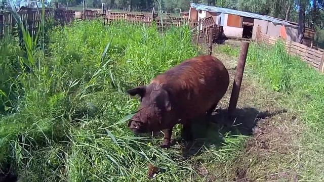 Зачем Влад купил беременную свинью смотреть онлайн