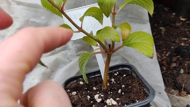 27.09.2022.Посмотрите, как проходят адаптацию черенки метельчатой гортензии?. Готовимся к зимовке. смотреть онлайн