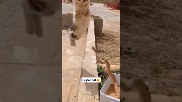 Супер коты