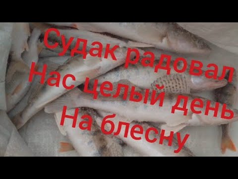 рыбалка на озере чаны, жор судака, весь день почти один судак