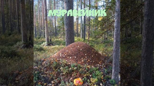 Вот такой урожай от батюшки леса#всегопонемногу# смотреть онлайн