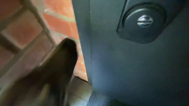 Живём на даче. Собаки, кошки, муж и я. смотреть онлайн