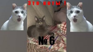 Новые видео с котами! Смешные коты, подборка. Часть 6. Приколы!  Смешно!  ЭТО КОТЫ !
