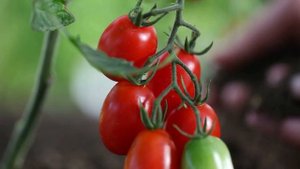 ДАЙТЕ ТОМАТОМ СОЛЬ+ЗОЛА И БУДЕТЕ СОБИРАТЬ УРОЖАЙ ВЕДРАМИ!! УХОД ЗА ТОМАТАМИ  ВЕСНОЙ!