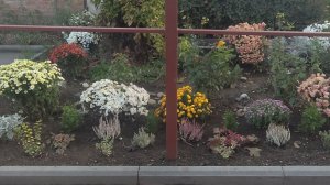 Пересадила Розы Хризантемы Туи Можевельники. Итоги пересадок.Обзор! новой клумбы.