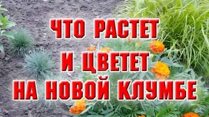 Новая клумба. Что растет и цветет?