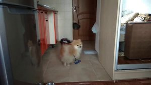 ТАНЕЦ ШПИЦА перед едой#померанский шпиц просит кушать