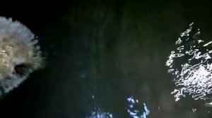 Ядовитая рыба фугу . Ловля руками в тайланде. Рыба еж