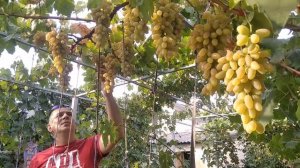 Виноград Хусайне келин бармак