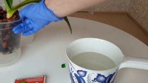 У орхидеи ЖЕЛТЫЕ ЛИСТЬЯ || Гнилая орхидея || ФИТОЛАВИН для орхидей || Часть #2