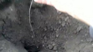 Как поймать крота, слепыша.Проверенный мною способ.