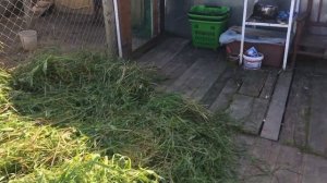 Гуси помесь Линда и Большой Серый 3,5 месяца