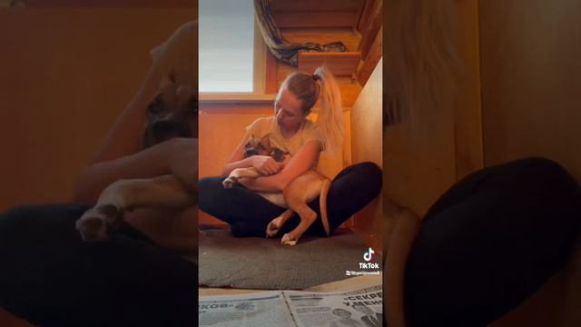 Амстафф.Моя Лова . смотреть онлайн