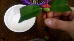 Зелёное черенкование.Устройство череночника.