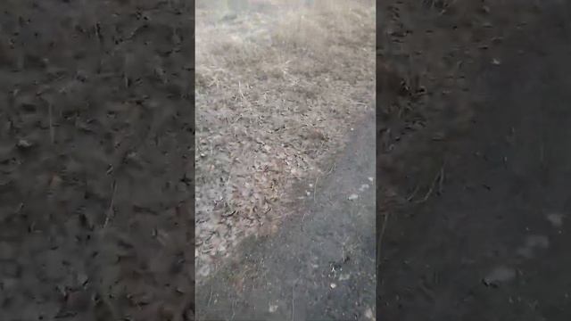 охота на земленого зайца (тушканчик) смотреть онлайн