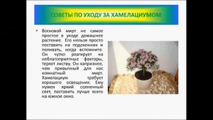 Хамелациум в домашних условиях