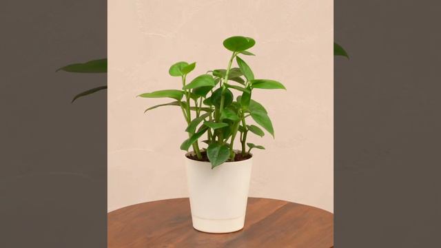 Peperomia Green Creeper