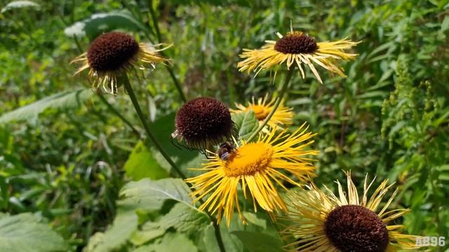 Яблоневый сад в Филёвском парке смотреть онлайн