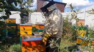 ПОДГОТОВКА ПЧЁЛ К ЗИМЕ,  Сокращаем гнезда.