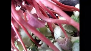 Цикламен (Cyclamen) Спасаем цикламен после залива.