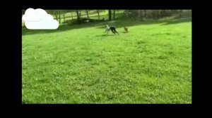 САМАЯ БЫСТРАЯ ЛОШАДЬ В МИРЕ