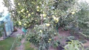 Колоновидная яблоня Президент