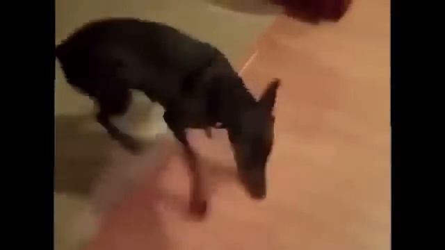 Собака собирается на дачу, РЖАКА, озвучка супер!!! смотреть онлайн