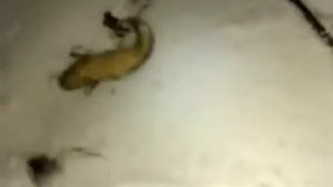 Рыбалка в Серпухове. Ока. Налим - Видео Рыбалка