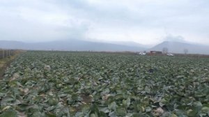 Капуста МАРЛО в озимой культуре. Отличный результат! Южный Дагестан. #озимаякапуста #семенакапусты