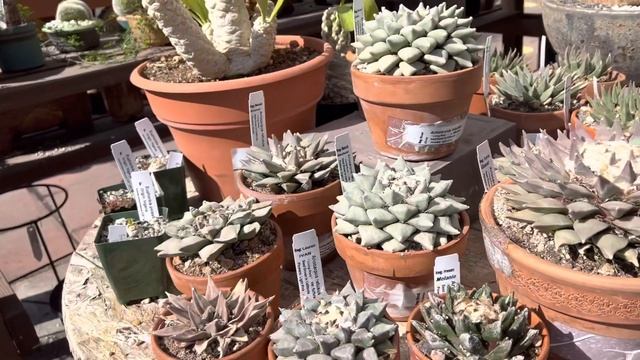 Amazing Rare Collection Of Succulents, Cacti Including Ariocarpus, Hoodia, Euphorbias, And More!