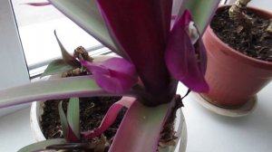 Так цветет традесканция Рэо, которую называют ладьей Моисея #комнатныерастения#традесканция