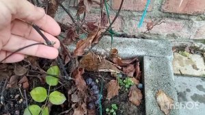 💥ОБРЕЗАЙТЕ КЛЕМАТИСЫ  ТАК!💥 и они завалят вас цветами😃💪👍! "Голубой Щенок"-чудесный сорт😍💕💕💕