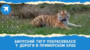 Амурский тигр покрасовался у дороги в Приморском крае