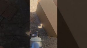 makita dtw300 580NM vs worx 290.1 230 NM