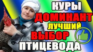 Куры ДОМИНАНТ - лучший выбор птицевода. Вся правда о доминантах.