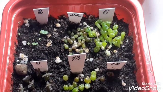 Сеянцы суккулентов. Первая пересадка. смотреть онлайн