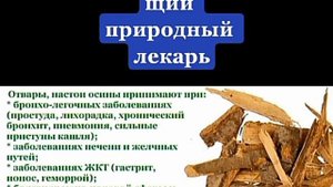 Осиновая кора настоящий доктор для человека.mp4