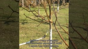 Яблоня колоновидная Малюха