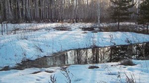 Как в лесу тает снег весной