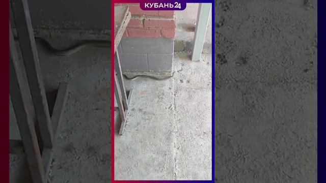 Змея заползла во двор к армавирцам. Напугала всю семью. Кота особенно