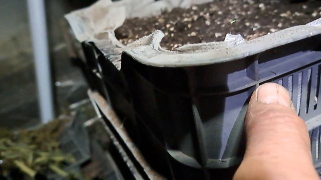 Какая температура в теплице для прорастания корня малины и высадки крапивки малины.