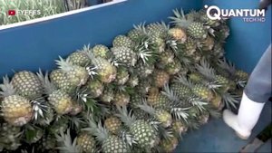 Ананас. Сельское хозяйство. Как это делается.