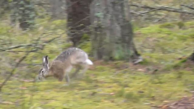 Смелый заяц,хозяин леса :) смотреть онлайн