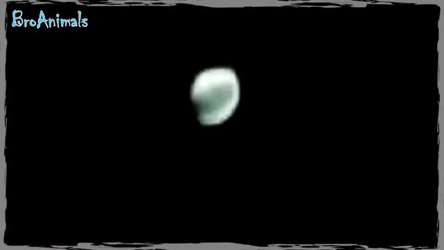 ЖИВОТНЫЕ ЛЮБЯТ ДЕНЬГИ, приколы с животными подборка | Funny Animals Compilation #629 смотреть онлайн