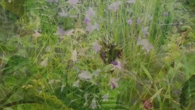 Соколов Владимир - Не зови (акустика) смотреть онлайн